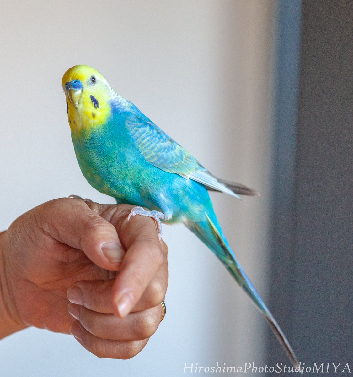 しゃべる インコ