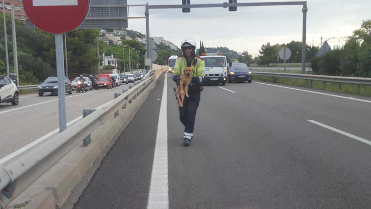 mossos's tweet photo. Rescatem un gos a la C-32, sentit Sitges, i ens assegurem que els vehicles puguin circular per la via sense cap risc. Recorda, si tens una mascota, sigues responsable https://t.co/paQhIJh9nB