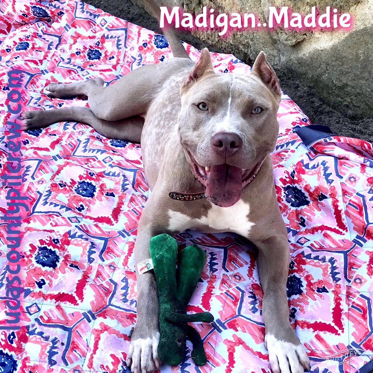 tricop's tweet photo. @LCPitCrew Come meet Madigan: Maddie today.  12-2 at 855 McCord Rd Toledo Ohio at the Lucas County Pit Crew Adoption event!  She wants to meet YOU. 🐾🐾👍👍💓 https://t.co/SnRPAXew05