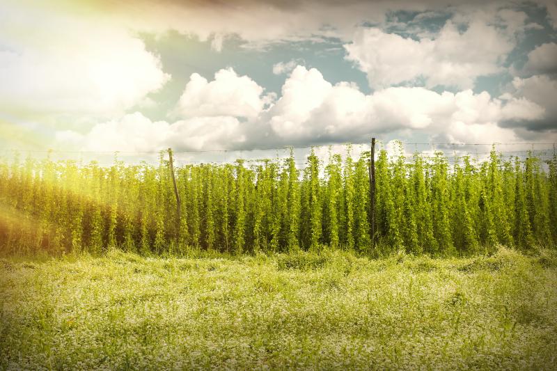 BeerJack_DE's tweet photo. Hopfen, Hopfen und: genau! Noch mehr Hopfen!

Lerne ALLES über die rund 200 verschiedenen Hopfensorten, die zur Herstellung von Bier genutzt werden oder wurden:

https://t.co/MFbimCAyhu

#CraftBeer #craftbeerhour #bier https://t.co/QlJV9wuPhH