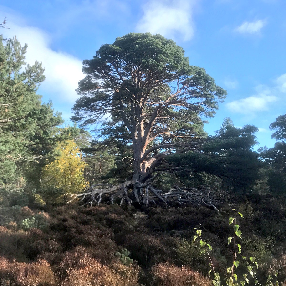 ktmcnl's tweet photo. Cairngoodmorming. Lovely #Mtb up #oldloggingway. https://t.co/xhGAg86nzQ