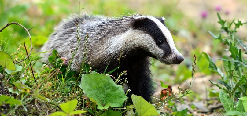 Today (Oct 6th) is Badger Day! #BadgerDay ow.ly/VW2630ltiq8