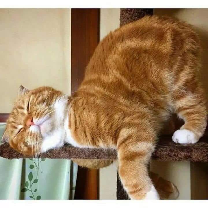 9944Farah's tweet photo. #DoNotDisturb #Caturday #CatsOfTwitter #cutenessoverload *.* https://t.co/FmIzyZCdJV