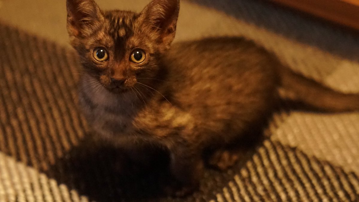 天月家のクレイジーなにゅーかぞくを紹介するぜ！！ はな ♀ めると