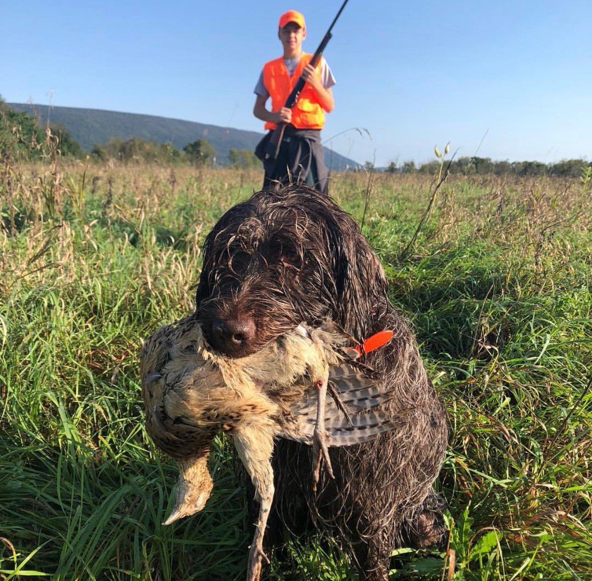 PAGameComm's tweet photo. Good luck and safe hunting to all young hunters taking part in the Youth Pheasant Season, running today through Oct. 13!
📸Gary Kephart, York County
#pheasanthuntpa @pheasanthunting #pheasantseason #youthpheasantseason #uplandhunting #huntingsfuture #getafield #fallinpa https://t.co/xGqqELglSW