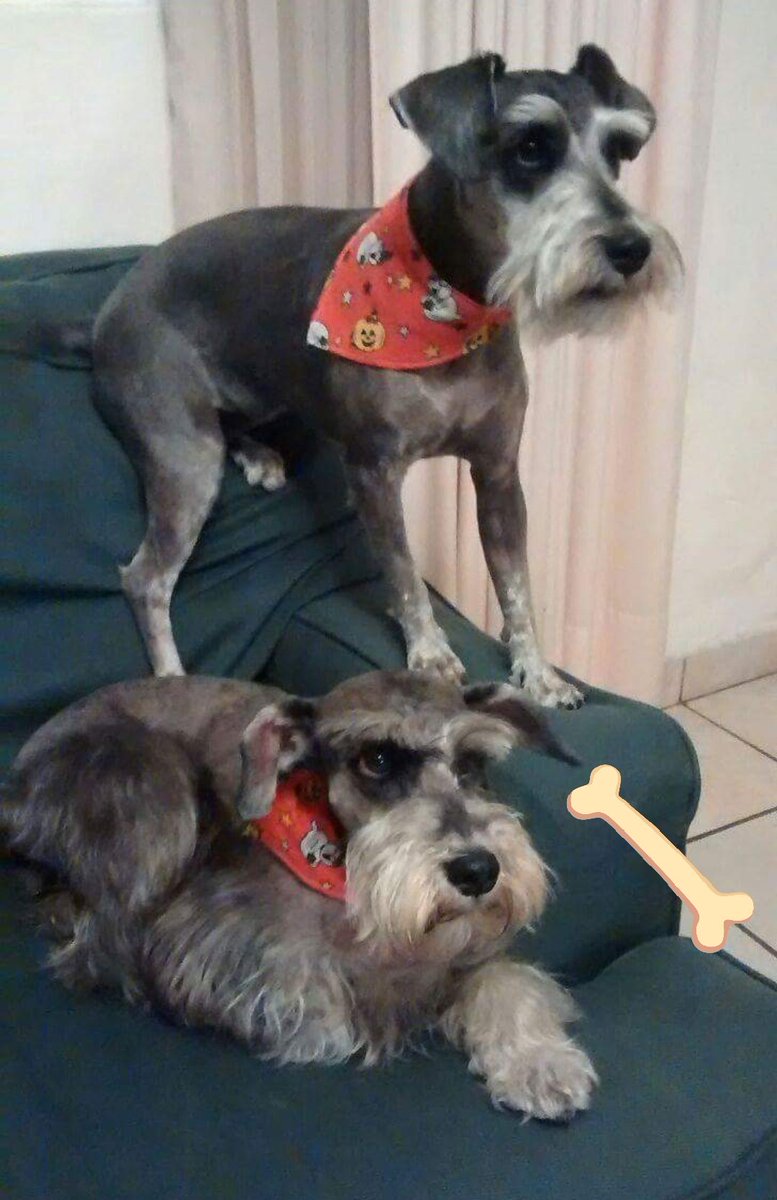 hugocampos92's tweet photo. Sin duda mis #consentidas #Kiara (Abajo-Mamá) y #Kali (arriba-hija) #schnauzer #Dog #FelizSabado #Mascotas #Perrijas #MiradasSinceras #TheBest #PetFriendly https://t.co/57PBHrtHSs