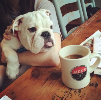A pup &amp; a cup a'JACK'S. Insta 📸 maximusthecommander