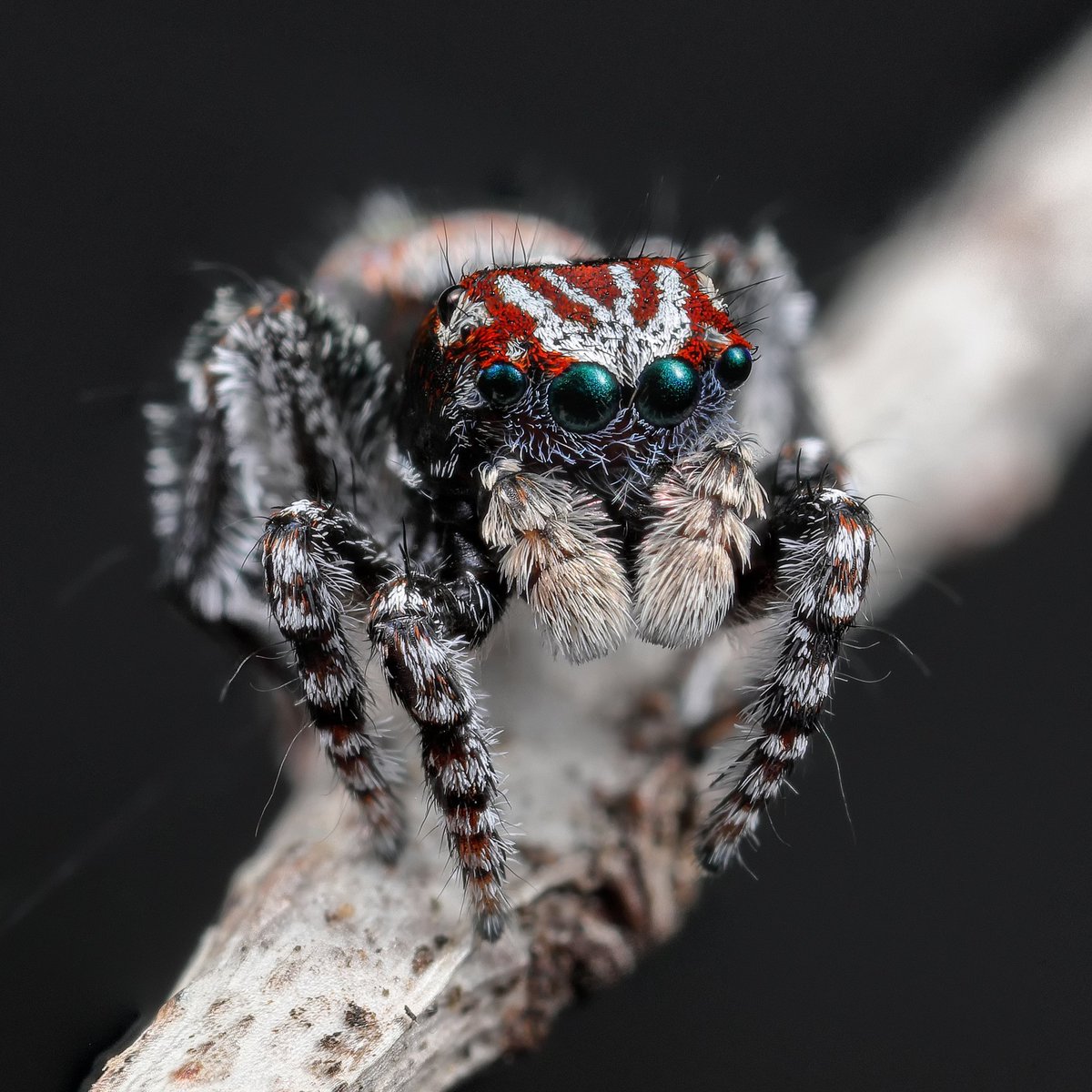 MaratusFletch's tweet image. New species 01 of Peacock spider &quot;Maratus &quot; discovered september 2018 by Project Maratus (M.Doe, M.Duncan and A.Fletcher) and what a stunner he is. That back pattern is just crazy.
#the_macro_channel  #macro_freaks #Maratus #peacockspider #newspecies #megamacro #newdiscovery