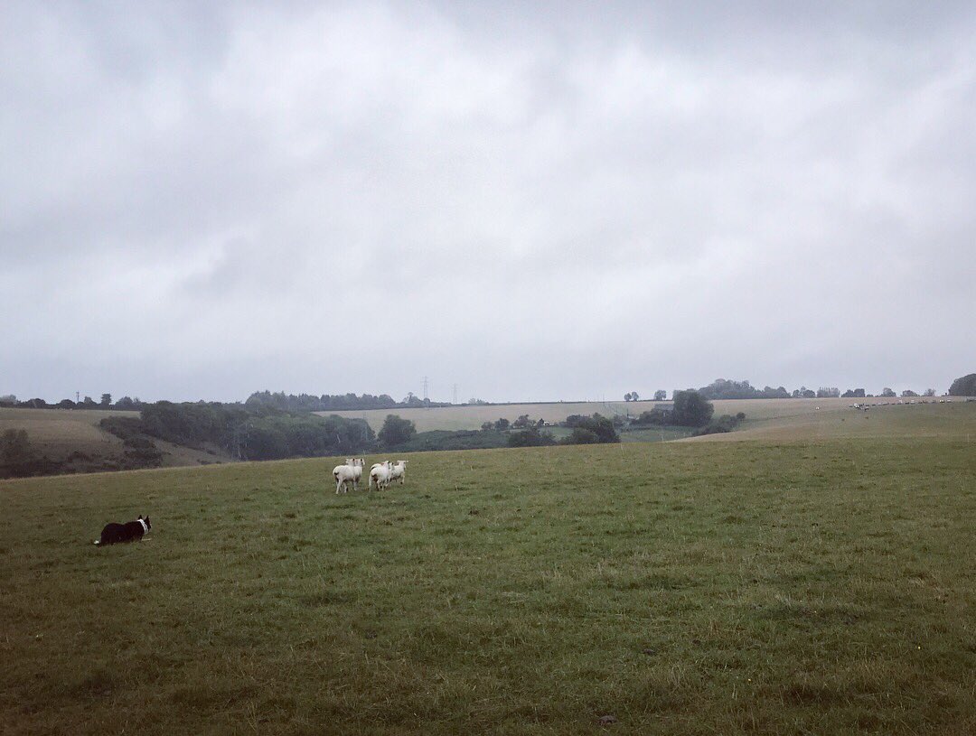meandeweblog's tweet photo. #thisisnice #sheepdogtrials #lettingout #soaking #andidothisforfun #bordercollie https://t.co/kfq4ZpTQL3