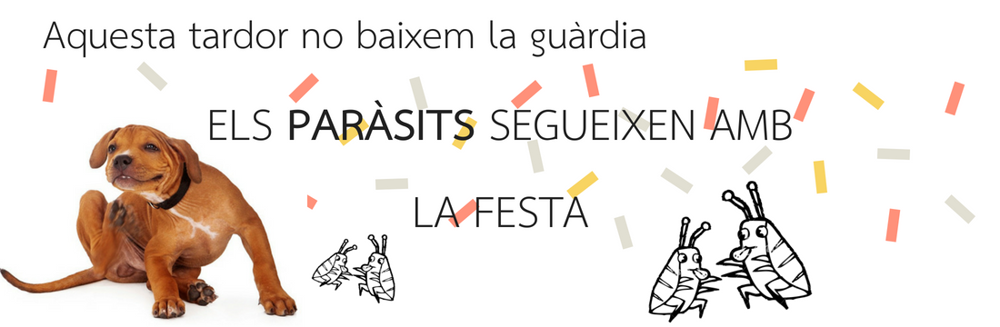HVanimalia's tweet photo. Si tens una gossa o gos senior, la campanya geriàtrica t'espera amb un gran descompte! 😃 - https://t.co/UazRQ0PhvU https://t.co/Tn2EJoKve9