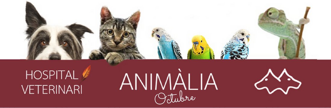 HVanimalia's tweet photo. Si tens una gossa o gos senior, la campanya geriàtrica t'espera amb un gran descompte! 😃 - https://t.co/UazRQ0PhvU https://t.co/Tn2EJoKve9