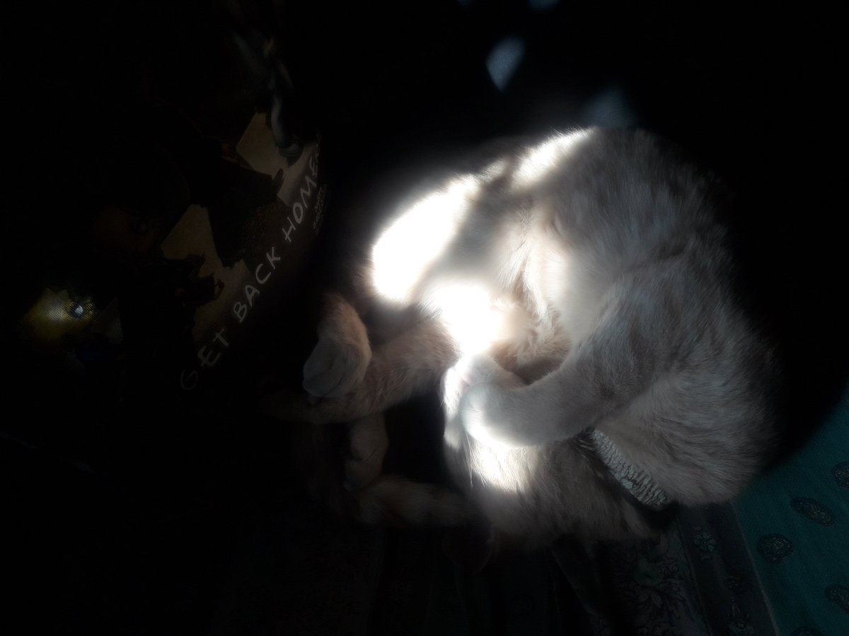 buttygise's tweet photo. #EsteFinde pancho hace fíaca en el sillón. https://t.co/ZAHE54Uu5T