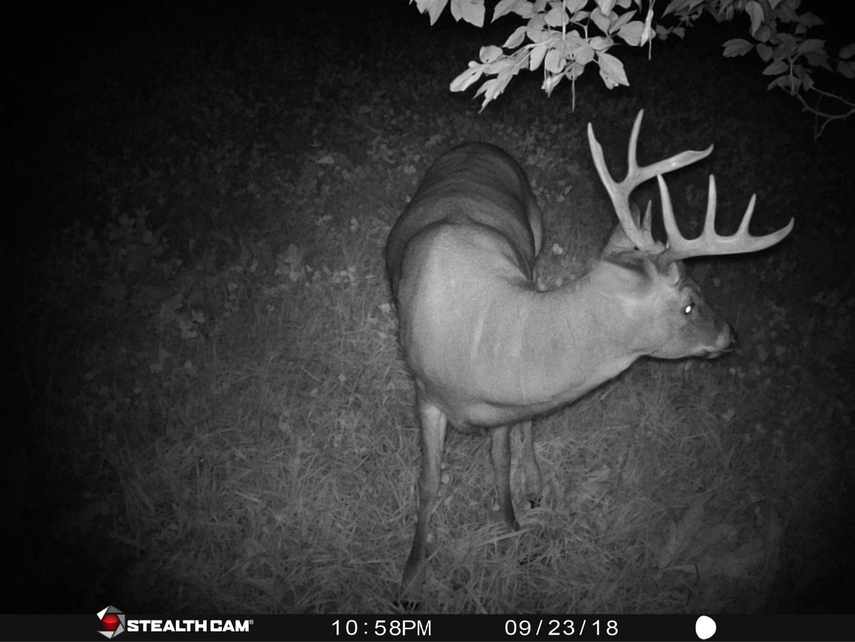 This guy has been poking around the back yard in my <a href="/AntlerKing/">Antler King Products</a> #TrophyClover plot!! Really getting the itch!! Haven’t been able to hunt because of my hip surgery! 🦌