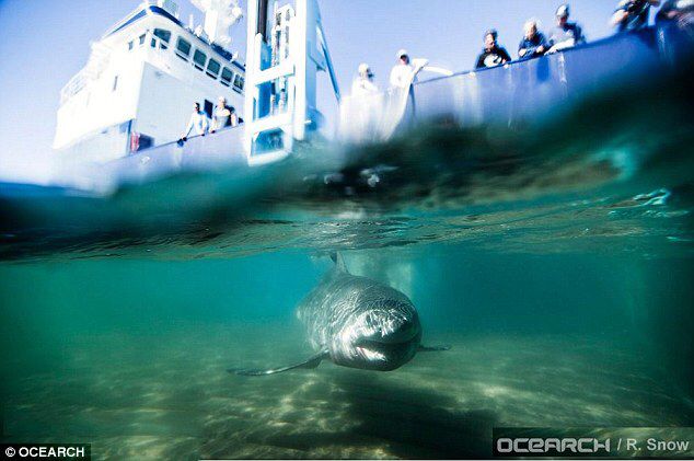 #SharkTracker Lager tweet media