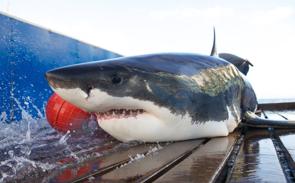 #SharkTracker Lager tweet media