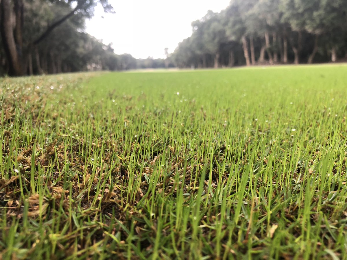 WilliamBBrooks's tweet image. Awesome Fall morning out here today. Starting to see some ryegrass pop on the tees!  #OceanWinds @Seabrook_SC