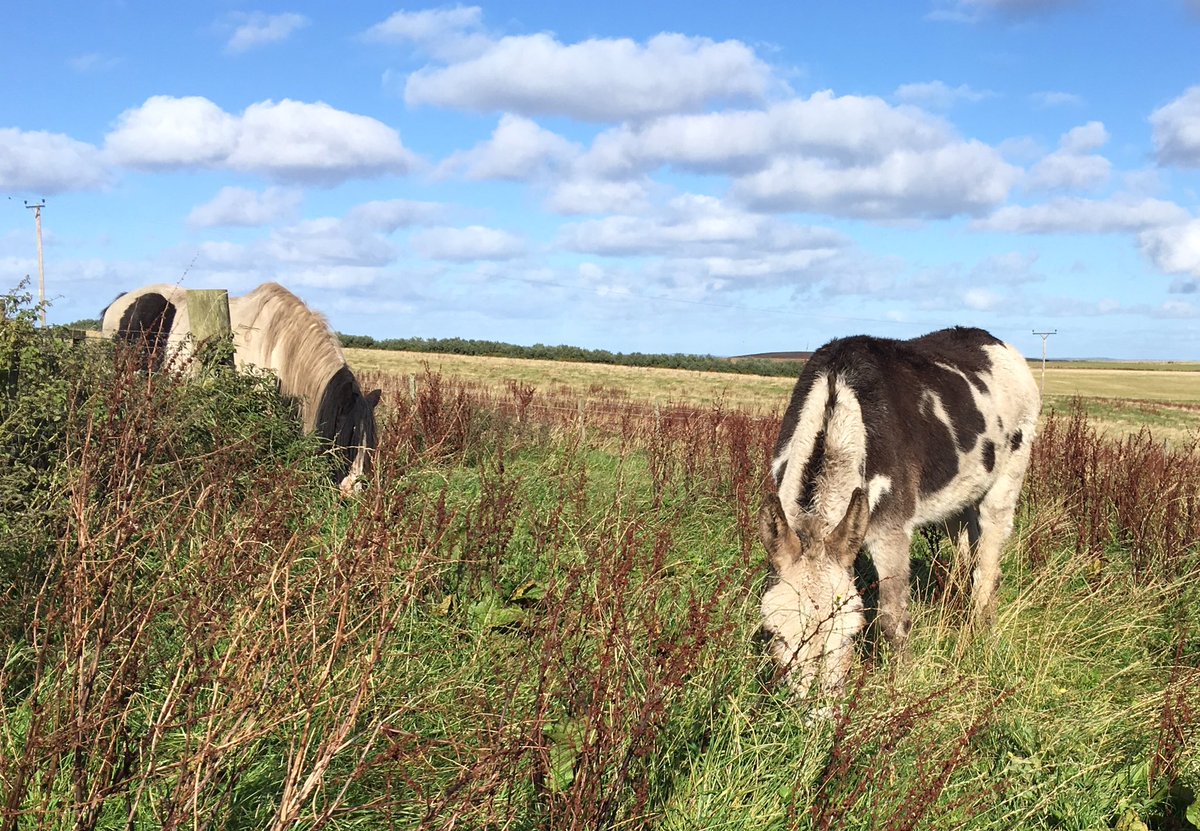 NavajoBirdsong's tweet photo. Checking on #horses while down the yard doing the stables- but seems they’re too busy to chat! #greedy #einter #grass https://t.co/lluQv3kKrm
