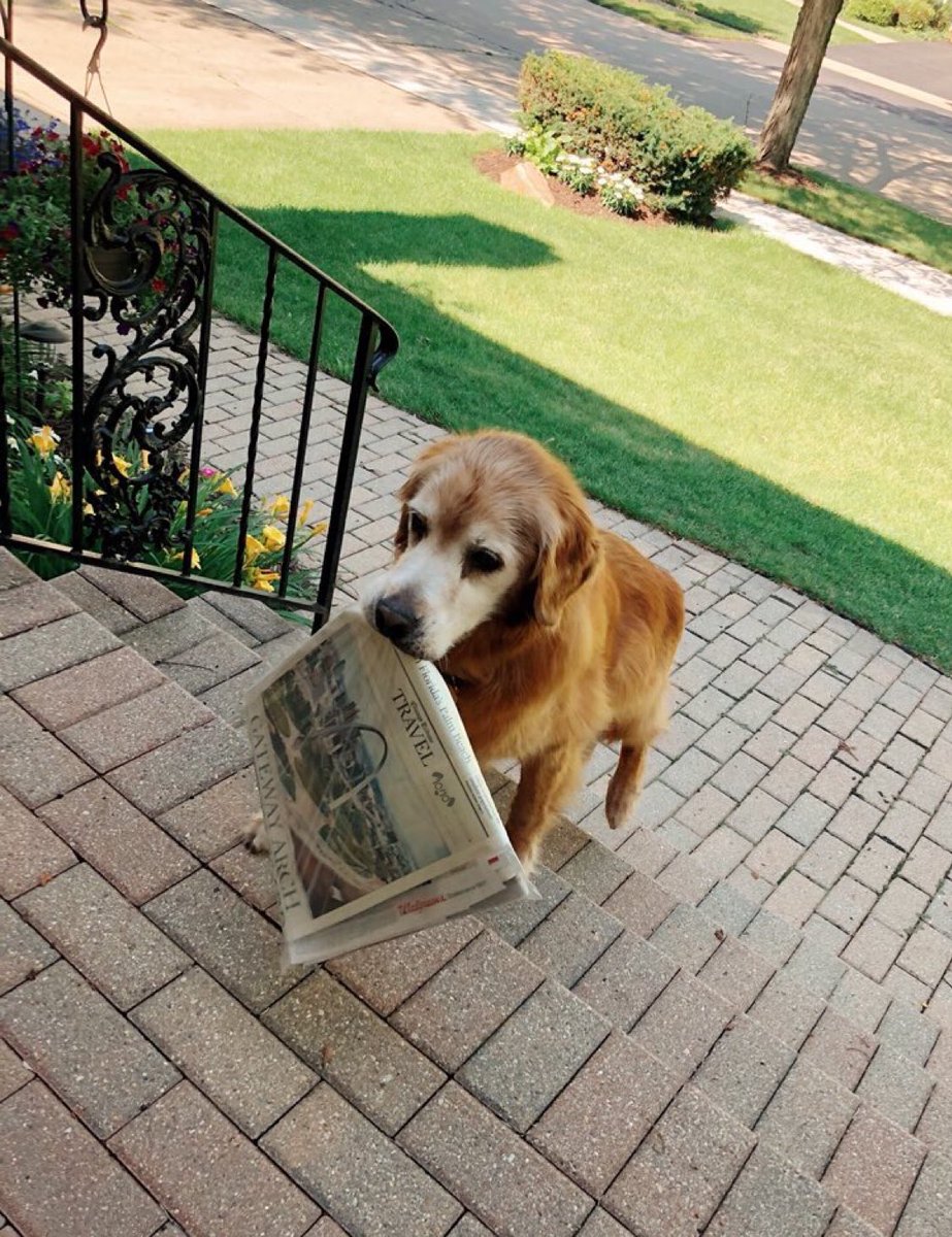 dog_rates's tweet image. This is Cody. He has really bad arthritis but still eagerly retrieves the paper every morning. He’s very passionate about it. Nothing will stop him. 13/10 #SeniorPupSaturday