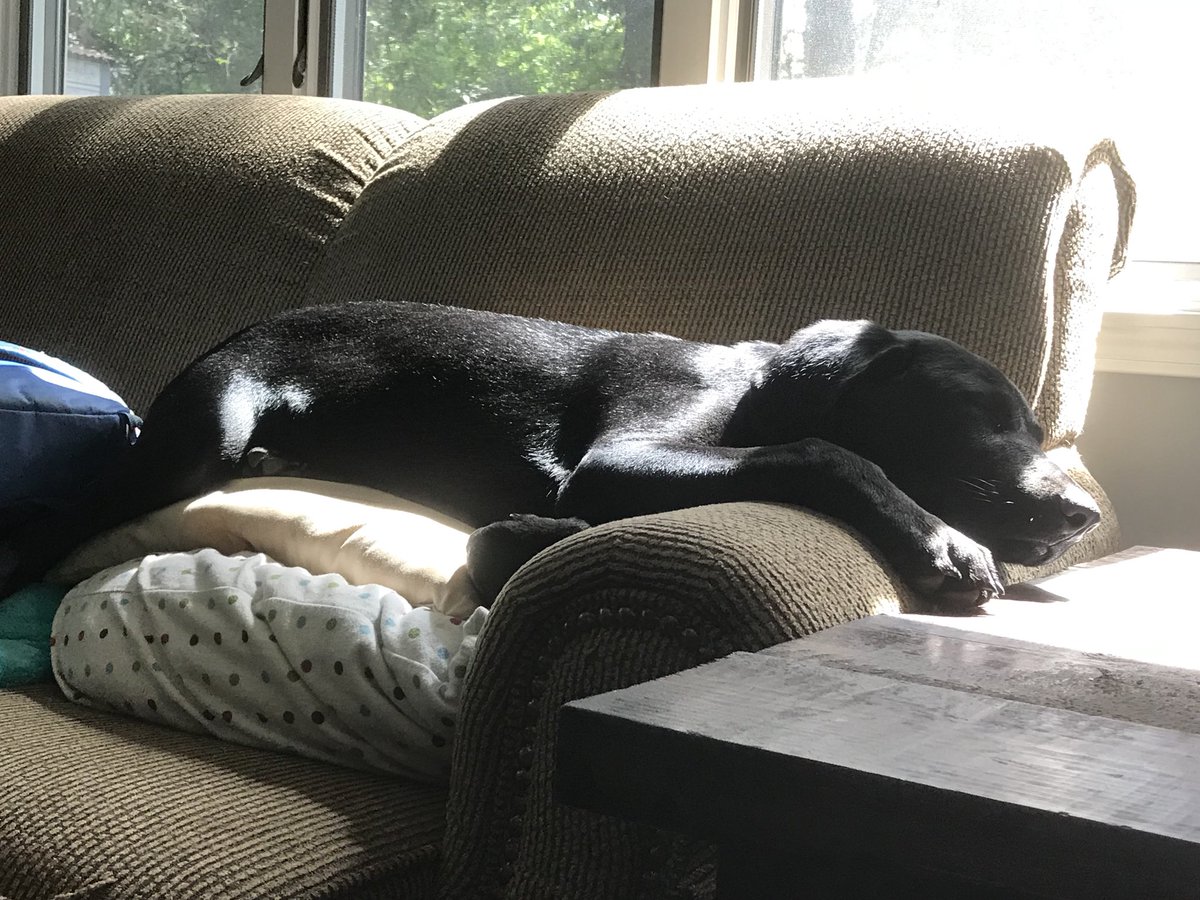 GretchInThe205's tweet photo. Rough morning, y’all. #RollTide #Baxterisms https://t.co/2Sm6N3tBSI