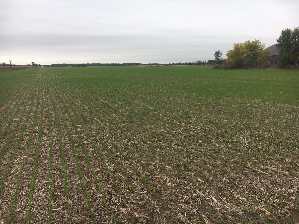 PaulDesRosiers5's tweet photo. Winter wheat 🌾blé d’hiver drill in le 17 sept ces bien partis
#25R46 #pioneer #500T
#winterwheat https://t.co/eSIrjEVLSH