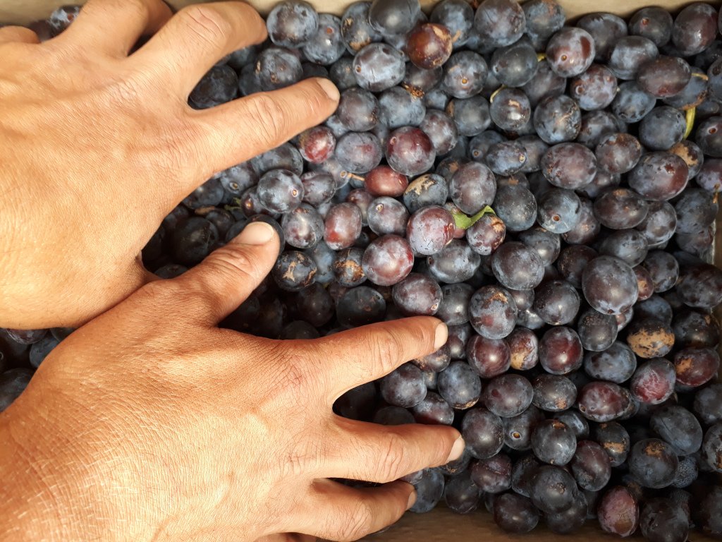 abundancesheff's tweet photo. Events Oct Nov Dec 2018! Feedback, info, help us out in rescuing and enjoying juicy organic fruit in Sheff! https://t.co/qcGR67XXDA https://t.co/k8KXrULlP9
