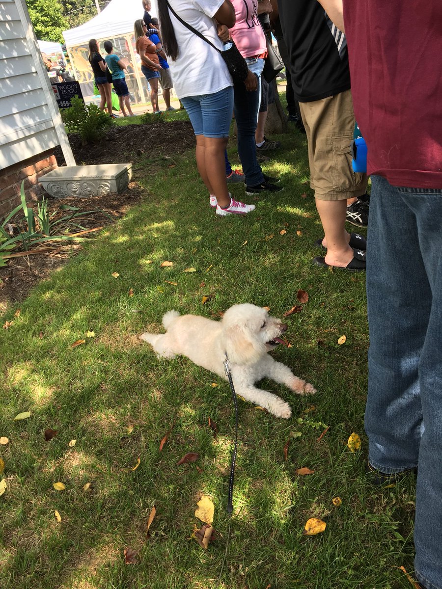 ChewyChewinsky's tweet photo. Watching the #westpointva #crabcarnival parade #Dogsoftwitter #poodle https://t.co/MMuW5hc80c