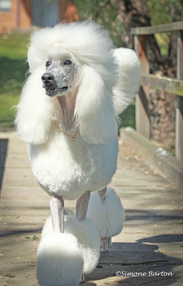 Animal Hub tweet media