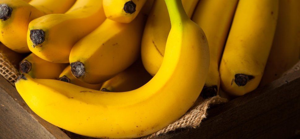 seekyt's tweet photo. You Love Bananas? Scientists Say You Should Prepare To Live Without Them https://t.co/9tw1NjWMUs https://t.co/0yf3fQdYCY