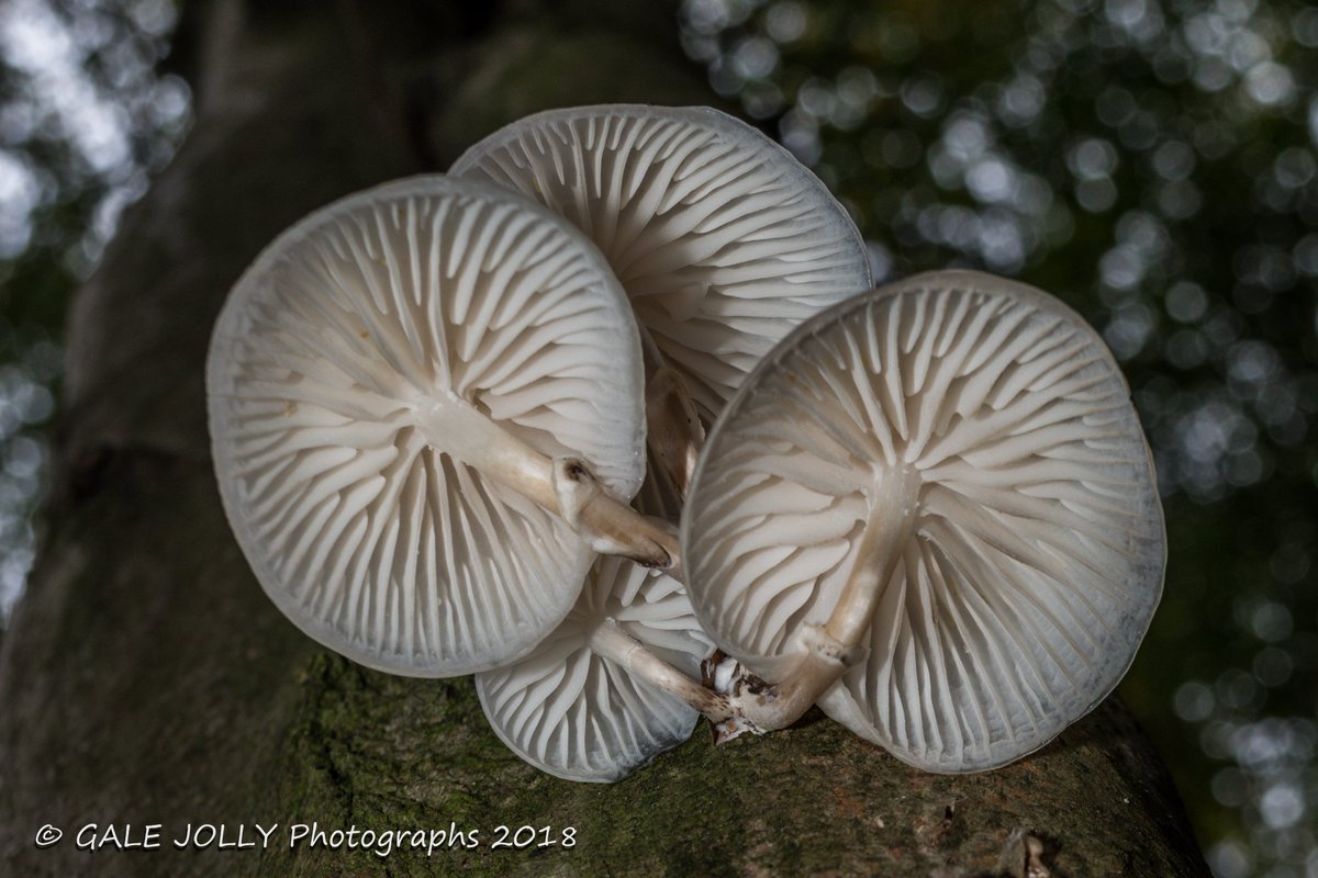 myjollytweets's tweet photo. As it's #NationalFungusDay I had a look around my local forest - lots to see #FforestFawr #fungus #fungi #PorcelainFungus #OrangeGrissett #CommonPuffball #StumpPuffball https://t.co/voTDv8I627