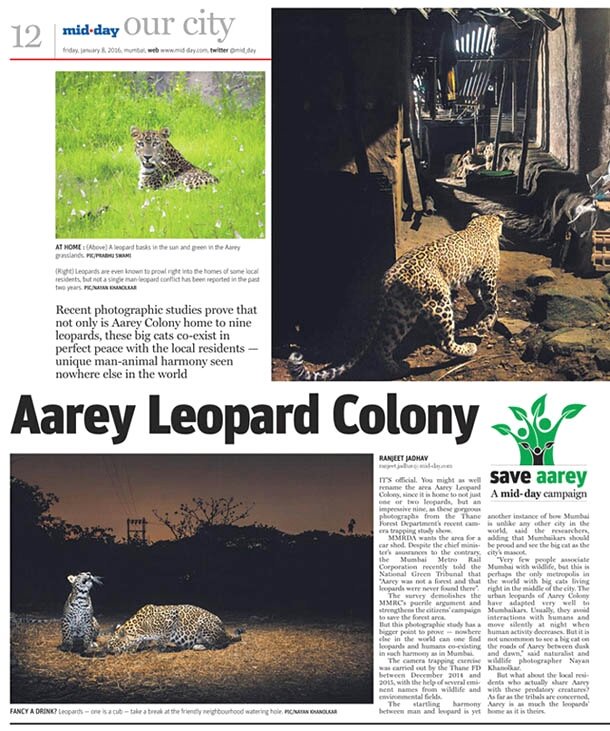 jyotirajesh20's tweet photo. #DAY476
@Dev_Fadnavis 
Big cats ..their presence is the best indicator of the health of a forest.
7 Leopards in the heart of this bustling megapolis in #AareyForest !!
It is #Mumbai's blessing &amp; pride..
#SaveAareyForest &amp;declare it a #BiosphereReserve.
#NoMetro3YardInAarey https://t.co/1EsGxiqhGC