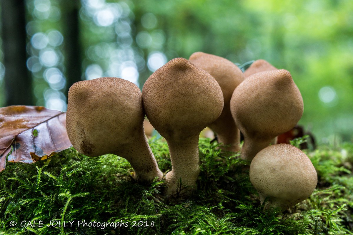 myjollytweets's tweet photo. As it's #NationalFungusDay I had a look around my local forest - lots to see #FforestFawr #fungus #fungi #PorcelainFungus #OrangeGrissett #CommonPuffball #StumpPuffball https://t.co/voTDv8I627