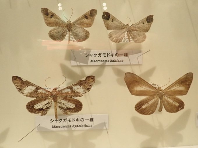 蝶と蛾の違いのtwitterイラスト検索結果 古い順