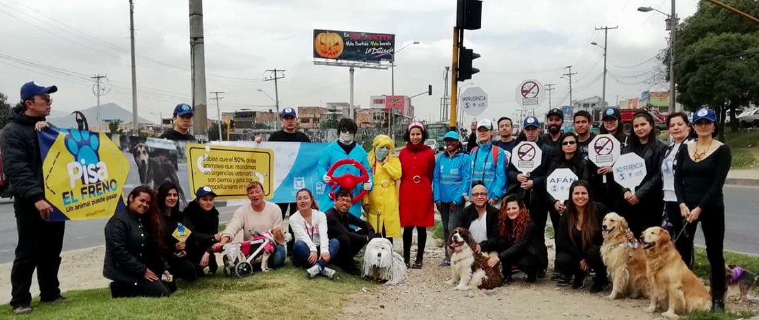 animaliuspyba's tweet photo. La responsabilidad ciudadana de observar cuidadosamente lo que ocurre en la vía, puede salvar la vida de muchos animales que permanecen en calle, no lo dudes #PisaElFreno!!! #Animalius, #DerechoAnimal https://t.co/e9imPPAkJW