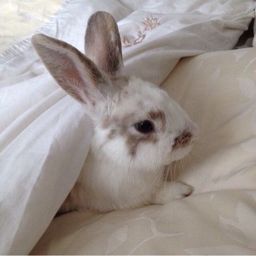 ฟอลฟรีน้อนกระต่าย🐰LA tweet media