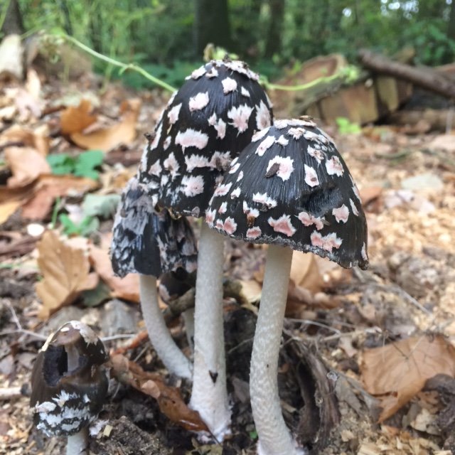 WorcsBRC's tweet photo. Perfect timing for #UKFungusDay, we learnt and recorded lots of interesting Fungi on yesterday’s Fascinating Fungus event. Just look at that gorgeous Magpie Inkcap! #RareMalvernsWildlife #HLF #Fungi #Mushrooms #wildlife https://t.co/DpmpsDFs8t