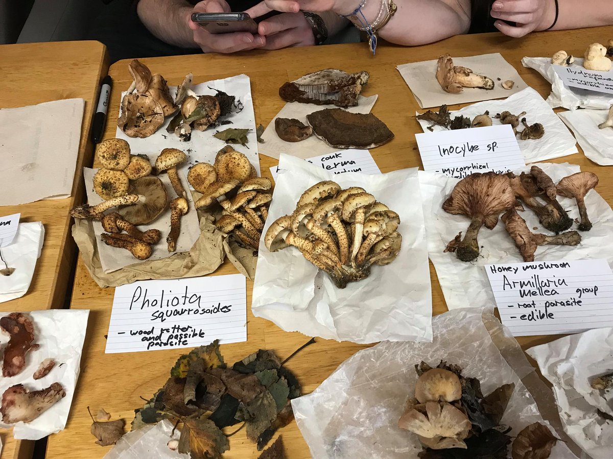 BotSocNUIG's tweet photo. We had a fantastic #FungusDay Galway! https://t.co/i8x5AfI5TB Thanks again to @ukfungusday and @MicroscopyIrl for sponsorship and equipment! #UKFD https://t.co/WcYaYvi16e