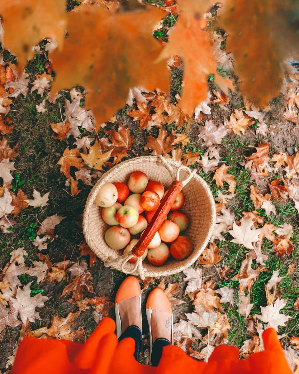 Canada on Twitter "It’s applepicking season! 🍎 Whether you want to