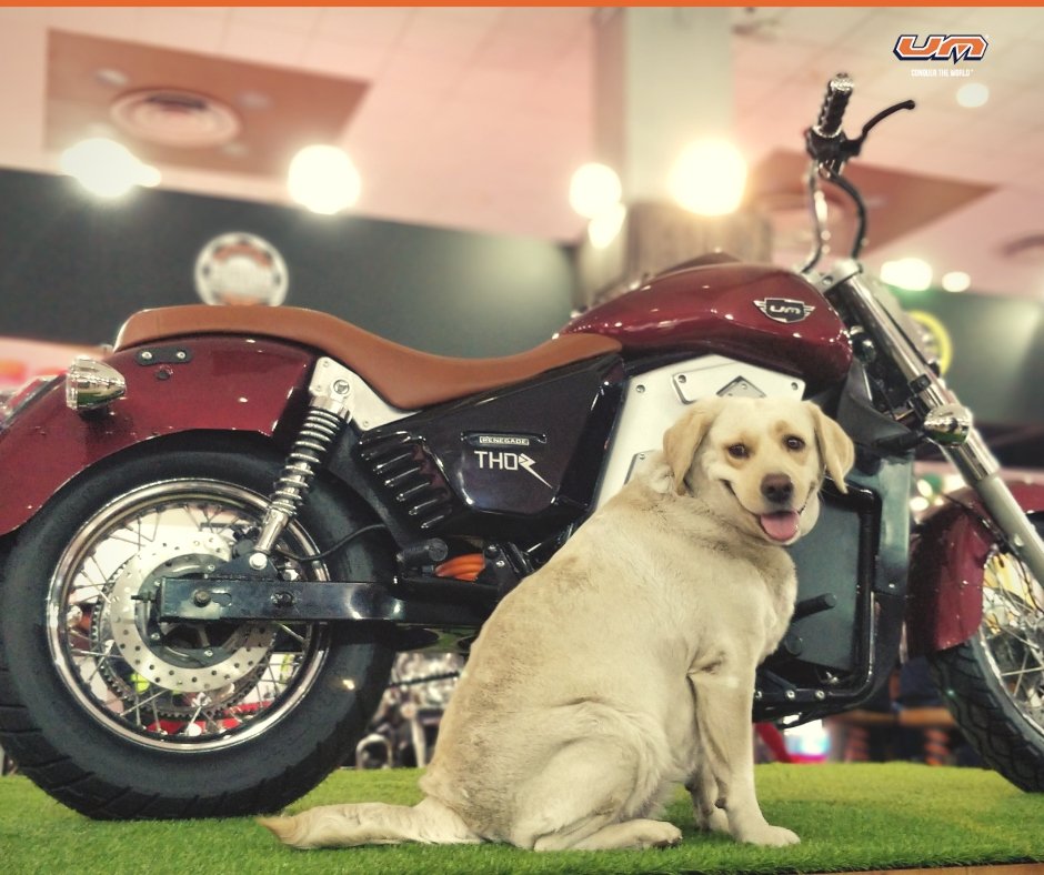 xBhp's tweet photo. Seamless tarmac, wind in your face… and puppy drool! This World Animal Day, @UMMotorcycles partnered with @Friendicoes_DEL to facilitate adoption and donation for the upkeep of shelter animals. Check out some snippets of #UMRenegadePetDate #RideTheDifference #UMMotorcycles https://t.co/eJFloR6jTd