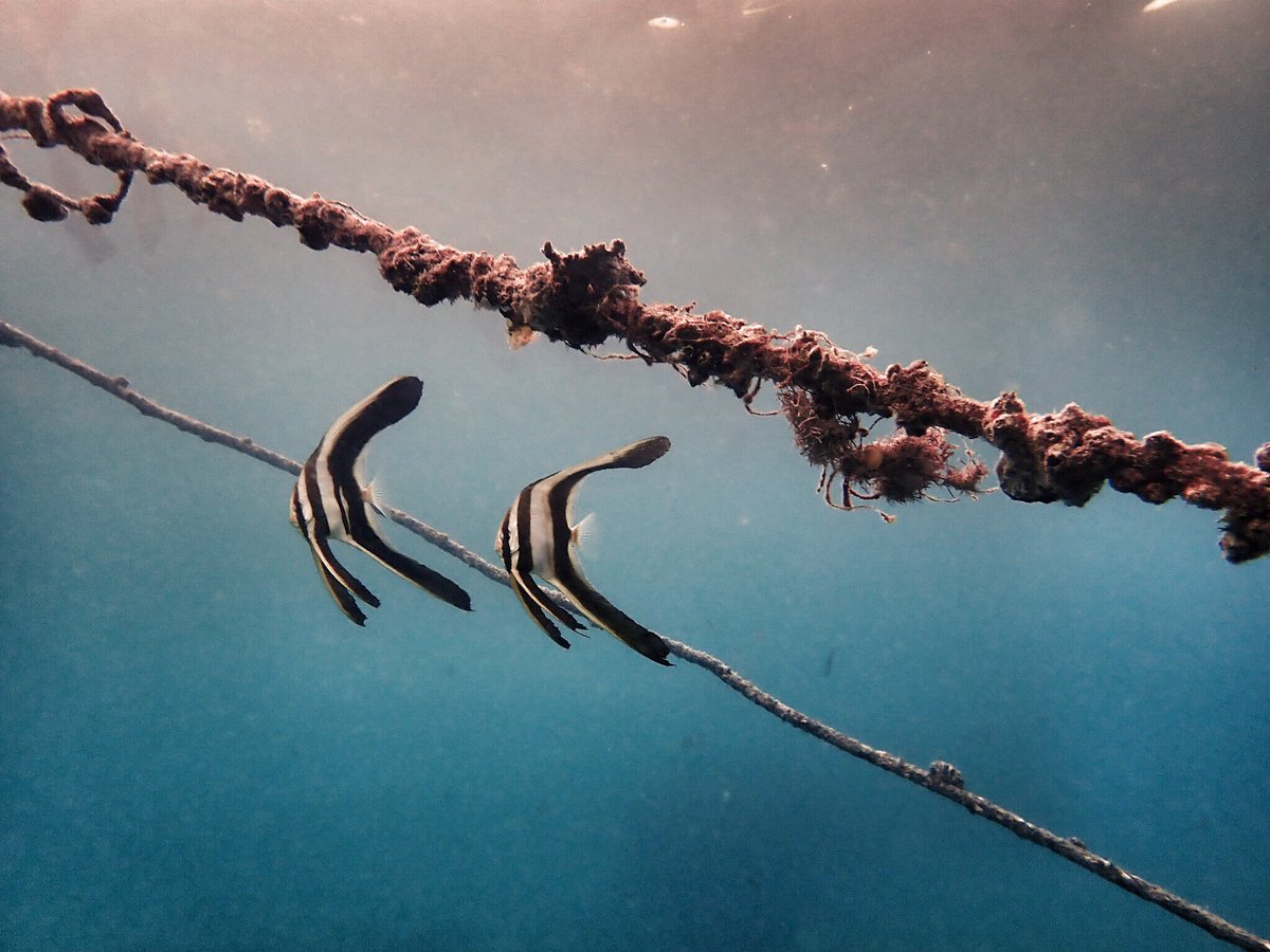 DiveLiquid's tweet image. Juvenile long finned Bat fish, just hanging out at a safety stop. #liquidsouldive #scubadiving #scubalove #comedivewithus #mactan #cebu #philippines