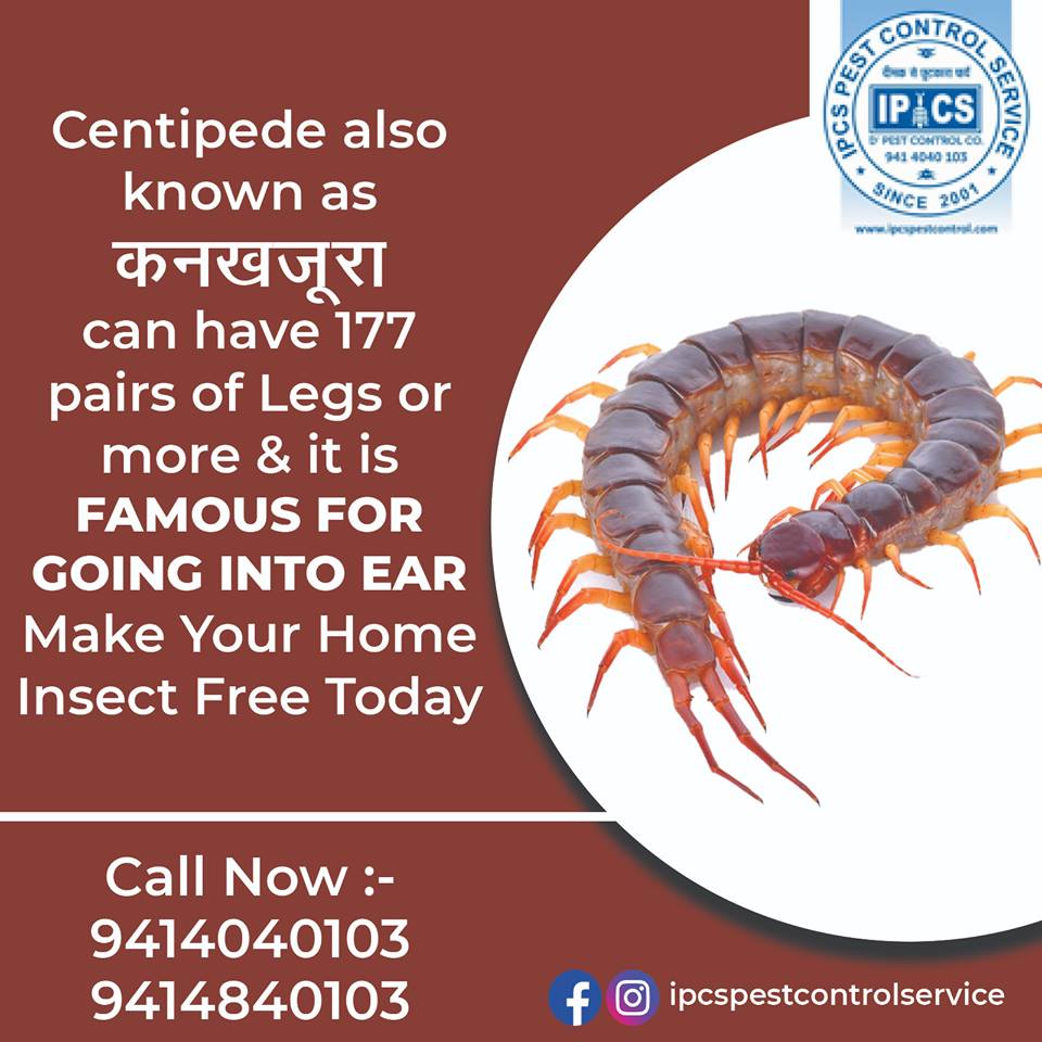 IPCSPest's tweet image. Make your home #insect free today to live #healthy...

#ipcspestcontrol #pestcontrolinjaipur #pestcontrol #termitecontrol #mosquitocontrol #cockroachecontrol