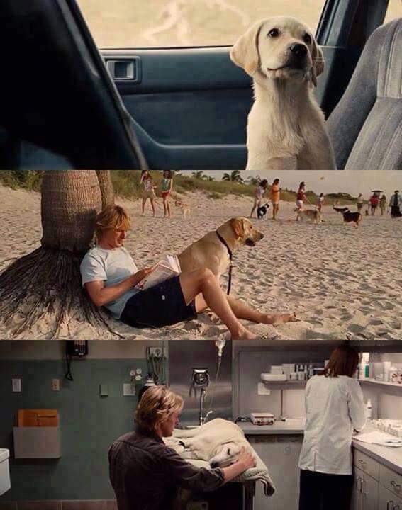 "A un perro no le importa si eres rico o pobre, astuto o torpe, listo o tonto. Dale tu corazón y él te dará el suyo. ¿De cuánta gente puedes decir eso? ¿ Cuánta gente puede hacerte sentir único, puro, especial y extraordinario?"

Marley and me.