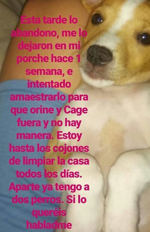 merlania's tweet photo. ⚠⚠⚠⚠URGENTE⚠⚠⚠⚠⚠
VAN A DEJARLO EN LA CALLE HOY. ES UN CACHORRO. 

SI ALGUIEN SE LO PUEDE QUEDAR AUNQUE SEA PARA BUSCARLE UN SITIO DE ACOGIDA MD

DADLE RT Y DIFUNDID POR FAVOR 

LA SEGUNDA FOTO ES LO QUE HA PUESTO EL QUE LO QUIERE DEJAR EN LA CALLE https://t.co/vJCpw1ZSmH