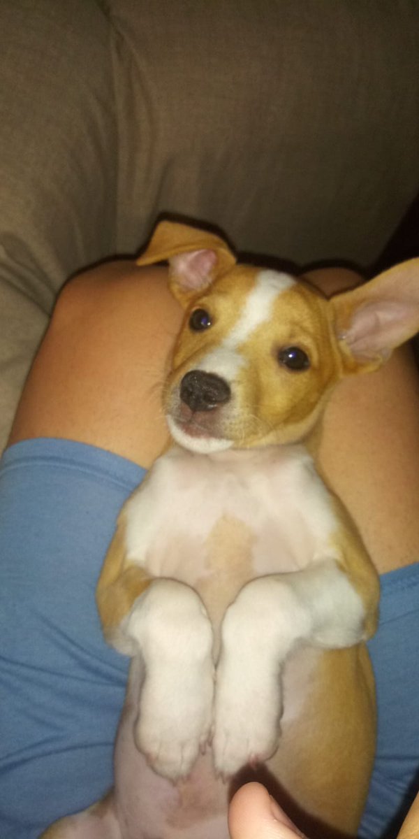merlania's tweet photo. ⚠⚠⚠⚠URGENTE⚠⚠⚠⚠⚠
VAN A DEJARLO EN LA CALLE HOY. ES UN CACHORRO. 

SI ALGUIEN SE LO PUEDE QUEDAR AUNQUE SEA PARA BUSCARLE UN SITIO DE ACOGIDA MD

DADLE RT Y DIFUNDID POR FAVOR 

LA SEGUNDA FOTO ES LO QUE HA PUESTO EL QUE LO QUIERE DEJAR EN LA CALLE https://t.co/vJCpw1ZSmH