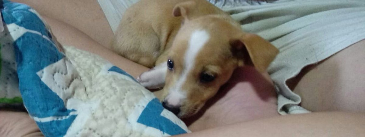 ⚠⚠⚠⚠URGENTE⚠⚠⚠⚠⚠
VAN A DEJARLO EN LA CALLE HOY. ES UN CACHORRO. 

SI ALGUIEN SE LO PUEDE QUEDAR AUNQUE SEA PARA BUSCARLE UN SITIO DE ACOGIDA MD

DADLE RT Y DIFUNDID POR FAVOR 

LA SEGUNDA FOTO ES LO QUE HA PUESTO EL QUE LO QUIERE DEJAR EN LA CALLE