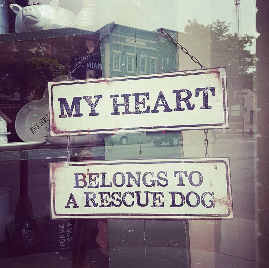 Loving every minute of being 'rescued'! 😍
📸@shutebalanceddogtraining
.
#redpawsdelhi