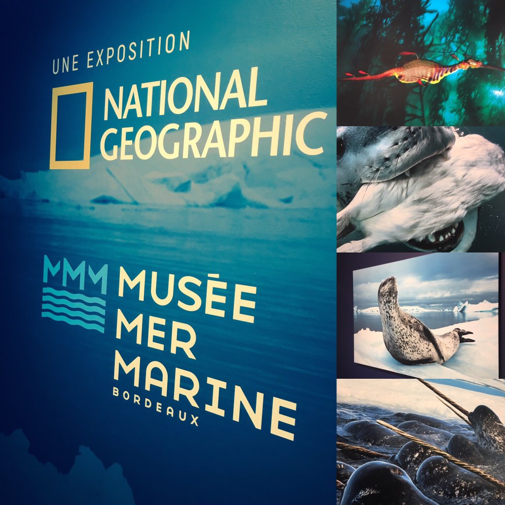 FabFmoreau's tweet photo. Belle exposition dans un lieu en devenir. La beauté des images ne saurait cependant cacher la fragilité des mondes marins. @NationalGeoESP @MMMBordeaux https://t.co/ktMLYAwsY7