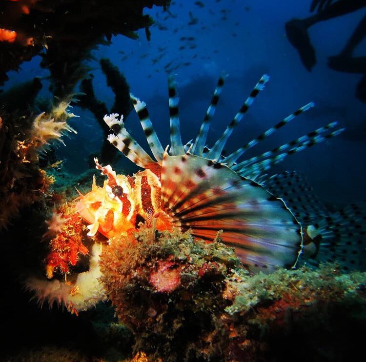 asraf0402's tweet photo. Nama nye lion fish, sayang xpandai mengaum. But every part of body have poison. #donttouch #respectmarinelife #enjoyview #underwaterlife https://t.co/sxavNyayd9