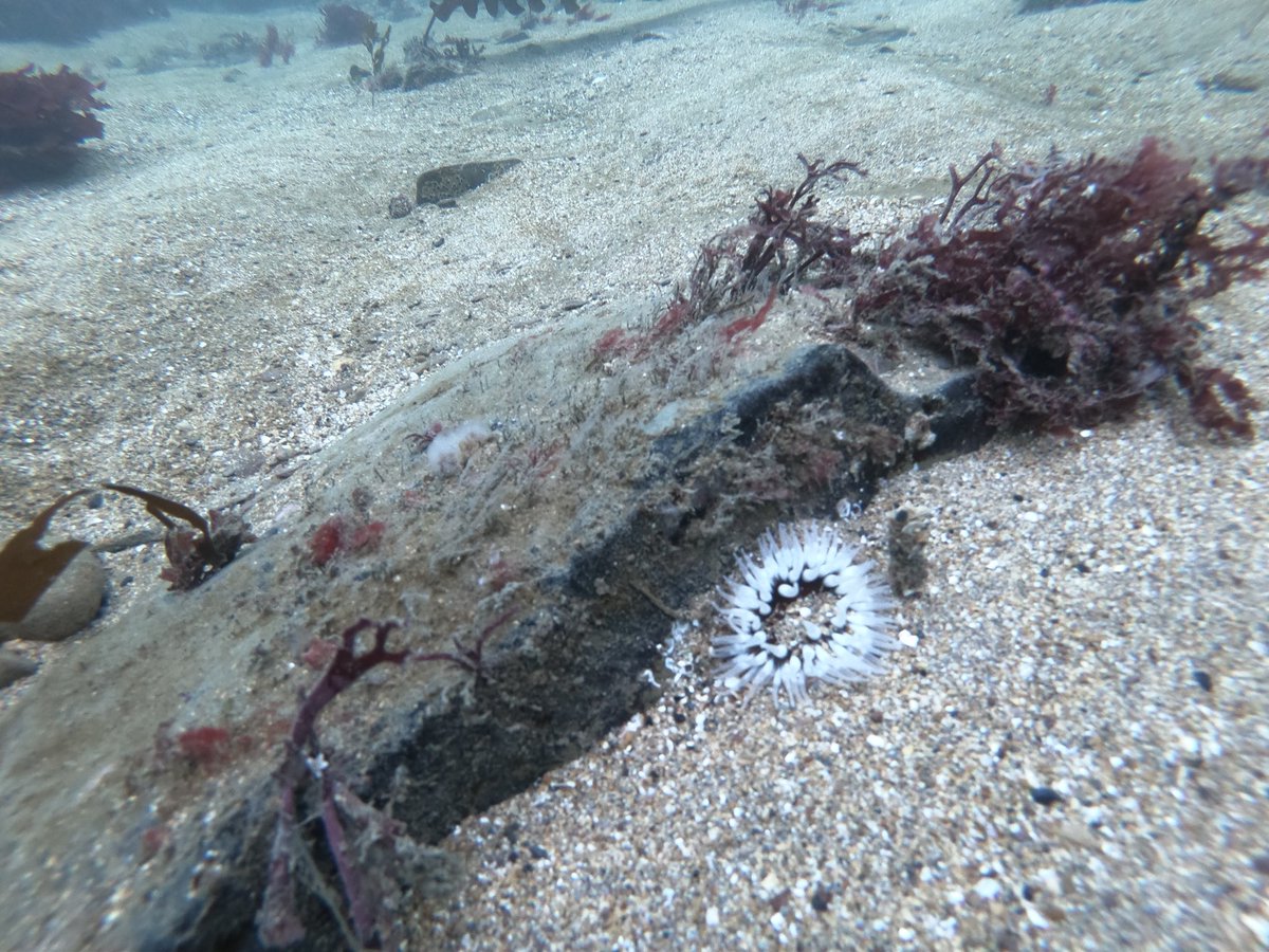 Sound_Wildlife's tweet photo. Can I get a second opinion, Dahlia anemone? Found at Fort Bovisand, 8m https://t.co/HnKDMOdhZ4