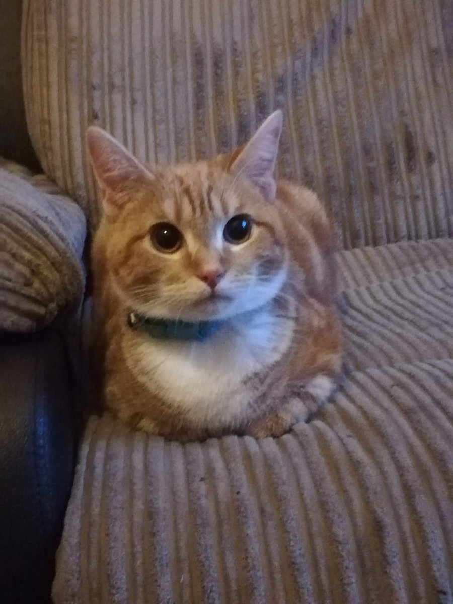 Dear all, welcome Garfield to the KCC family, he's 7months old and absolutely beautiful!!! Don't miss out and ring us on 01274568380 if you are interested in giving him a home! #Caturday #rescuecats #yorkshire