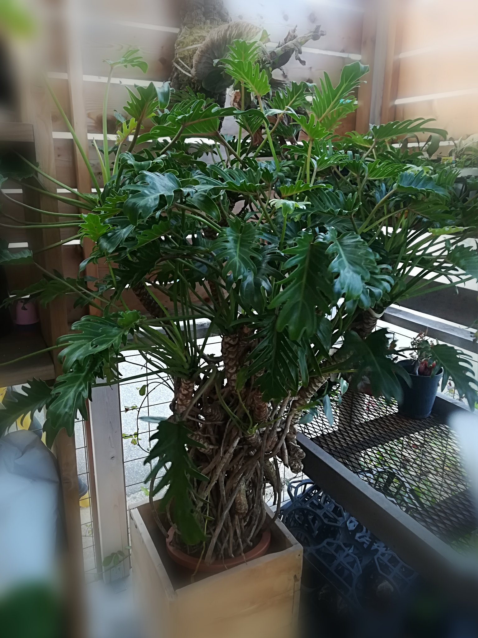 Home Plants クッカバラ エキゾチックな雰囲気 葉っぱが落ちた後に茎に残る 葉跡 も模様のようで素敵です 花言葉は 壮大な心 壮大な美 クッカバラは金運に良いとされ 風水運とこの素敵な花言葉から 開店祝いや新築祝いなど新しい建物で新しい